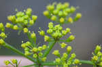 Nuttall's prairie parsley